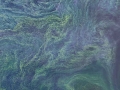 Massive Algal Blooms Found Worldwide
