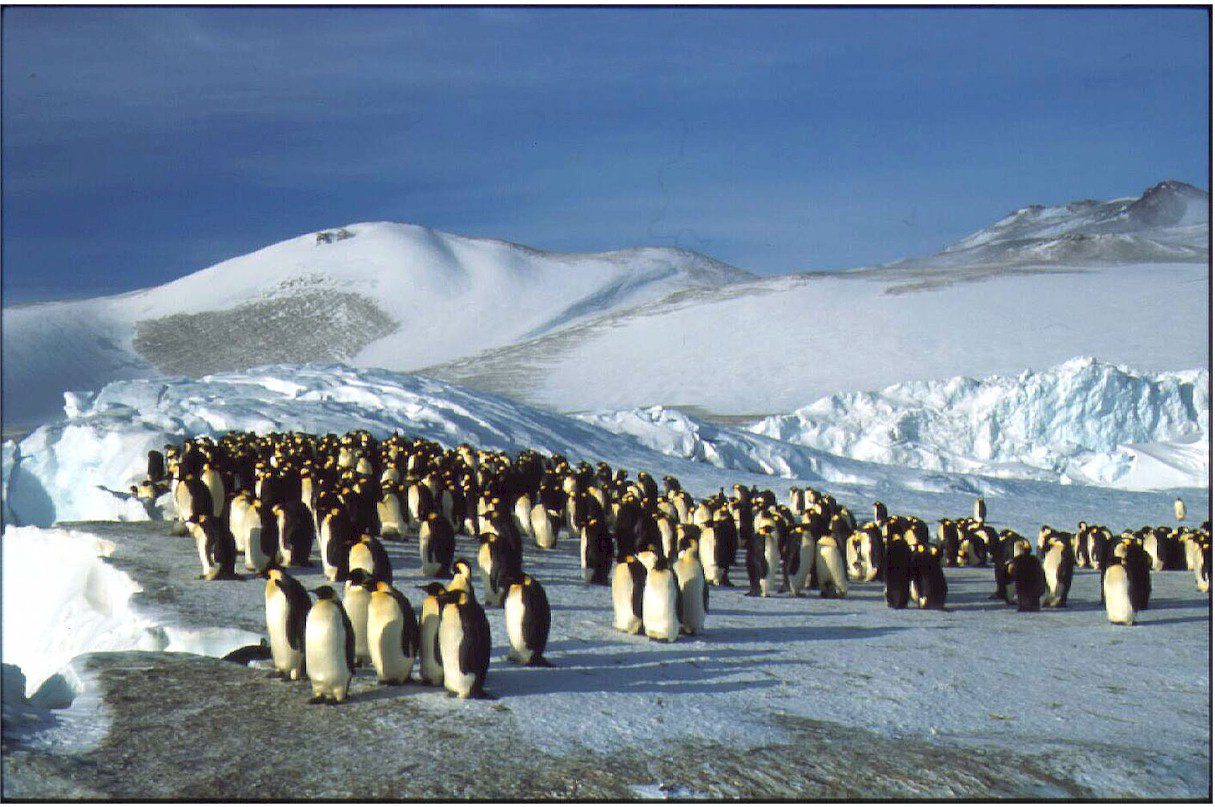 Satellite Shows Higher Numbers of Penguins