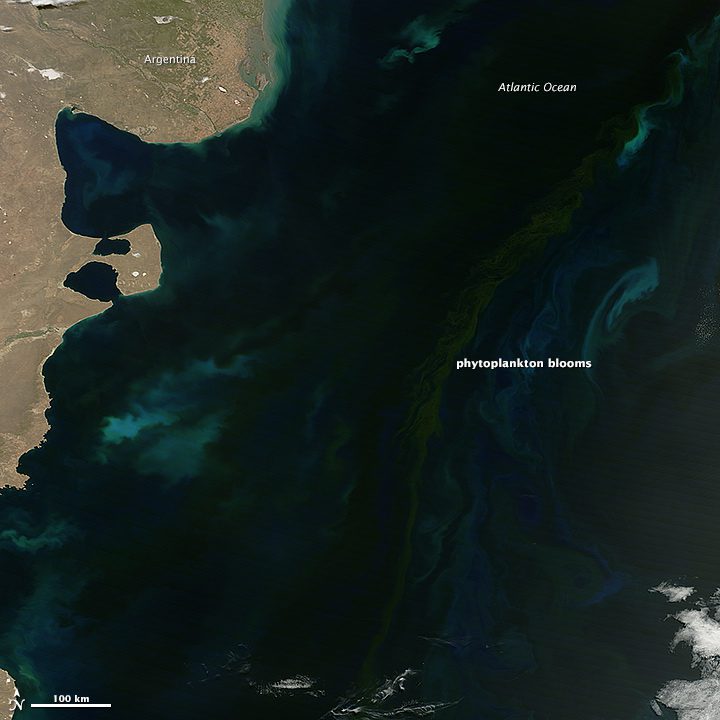 Ocean Blooming in the South Atlantic