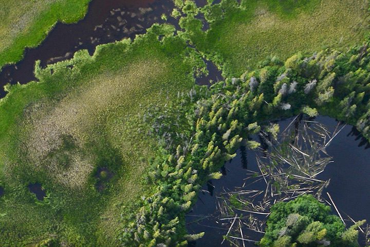 Zooming in on Alaska's Forests