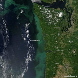The water is darker in the area just offshore from the Columbia River. As the river enters the ocean, it generates a freshwater plume that mixes with the surrounding seawater. The dark patch could be an area with less phytoplankton, but it could also be full of different species that do not show up as well in natural color imagery.
