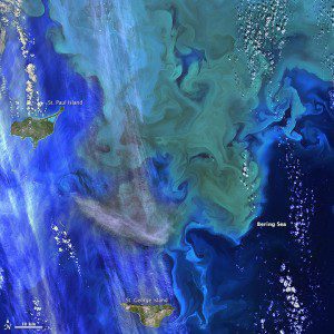 phytoplankton_Landsat8