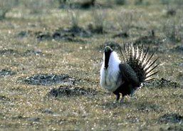 Scientists Declare Substantial Risk for Greater Sage-Grouse Habitat