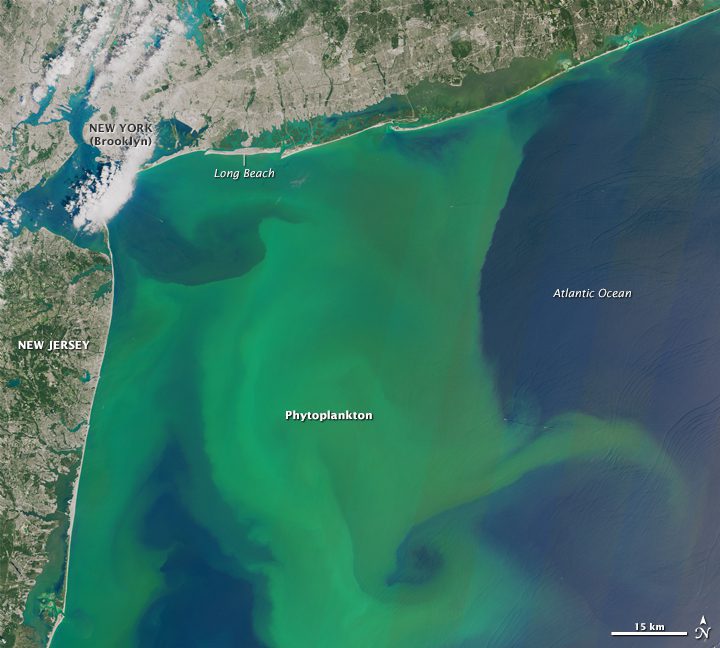 Phytoplankton Blooming Along Both U.S. Coasts