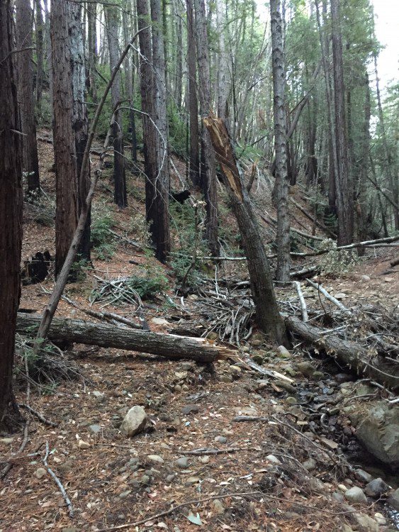 Despite Drought, Satellite Data Shows Rapid Recovery for Some California Forests