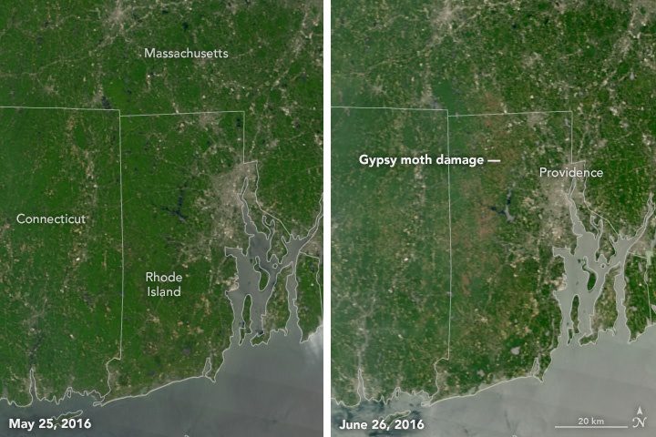 Moth Damage Seen from Space