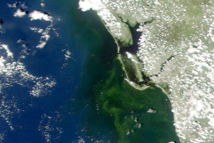 Scientists Tracking Florida's Red Tides with Satellites and Smartphones